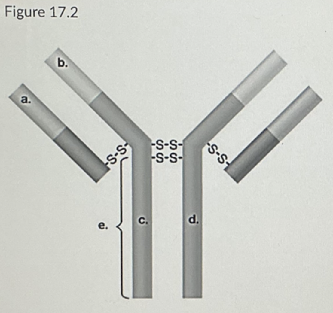 <p>In Figure 17.2, which areas represent antigen-binding sites?</p><ul><li><p>c and d</p></li><li><p>a and c</p></li><li><p>a and b</p></li><li><p>b and c</p></li><li><p>b and d</p></li></ul><p></p>
