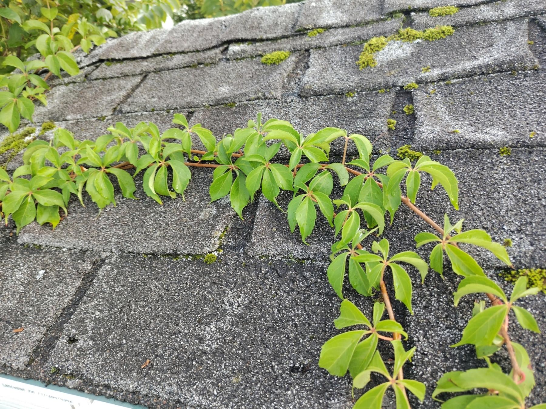 <p><span><em><u>Parthenocissus quinquefolia</u></em></span></p><p><br></p>