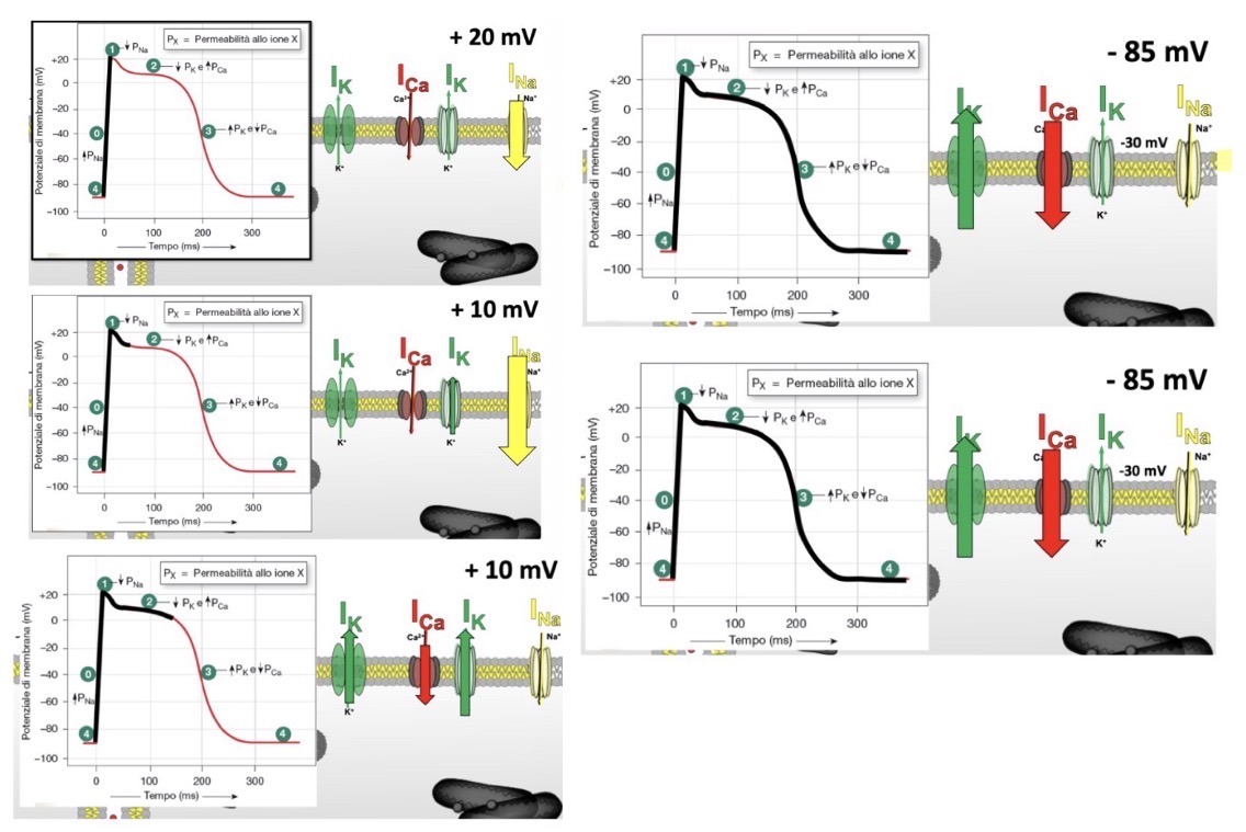<p>Il profilo elettrico di un cardiomiocita di lavoro ventricolare è molto diverso da quello di un assone: dopo la depolarizzazione, permane per lungo tempo a un potenziale positivo e lontano da quello di riposo (fase di plateau). Il potenziale cambia in base alla tipologia cellulare (es. miocardio di lavoro vs. sistema di conduzione).</p><p><strong>Le 5 Fasi del Potenziale Ventricolare</strong></p><p>Le correnti dipendono dallo stato dei canali e dal gradiente elettrochimico:</p><p>• <strong>Fase 0 (Salita rapida / Upstroke):</strong> Apertura rapida dei canali del <strong>Sodio</strong> (Na^+) che entra nella cellula. Il potenziale schizza verso valori positivi (picco di +20 mV). Dura circa 0.5 ms.</p><p>• <strong>Fase 1 (Ripolarizzazione parziale):</strong> Chiusura dei canali del sodio e apertura di canali rapidi per il <strong>Potassio</strong> (K^+) in uscita, ovvero la <span>Corrente transitoria </span><strong><span>Ito</span></strong><span> che abbassa il potenziale a +10mV.</span></p><p>• <strong>Fase 2 (Plateau):</strong> Elemento distintivo cardiaco. Si ha l'apertura ritardata dei canali del <strong>Calcio</strong> (per ICa-L). La corrente in entrata di calcio bilancia perfettamente le correnti in uscita di potassio, <span>mantenendo il PdM attorno a 0mV. Iniziano ad attivarsi le correnti K+ lente (I_{Kr} rapida e I_{Ks} lenta). Serve per il rilascio di calcio dal reticolo.</span></p><p>• <strong>Fase 3 (Ripolarizzazione rapida):</strong> I canali del calcio si chiudono, prevalgono i canali lenti del <strong><span>Potassio (</span></strong><span>I_{Kr}</span><strong><span>, </span></strong><span>I_{Ks}</span><strong><span>, </span></strong><span>I_{K1}</span><strong><span>)</span></strong> in uscita, riportando la cellula al potenziale di riposo.</p><p>• <strong>Fase 4 (Potenziale di riposo):</strong> <span>Coinvolti I_{K1} (elevata conduttanza al K+), pompa Na+/K+ e scambiatore Na+/Ca2+.</span></p>