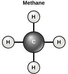<p>Carbon has 4 outer electrons, so it can form up to 4 covalent bonds with many elements (typically carbon, hydrogen, oxygen, and nitrogen)</p>