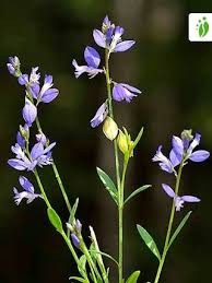 <p>ljungfrulin polygala vulgaris (</p><div data-youtube-video=""><iframe width="640" height="480" allowfullscreen="true" autoplay="false" disablekbcontrols="false" enableiframeapi="false" endtime="0" ivloadpolicy="0" loop="false" modestbranding="false" origin="" playlist="" rel="1" src="https://www.youtube.com/embed/87AXjgc02CE?rel=1" start="0"></iframe></div><p>)</p>