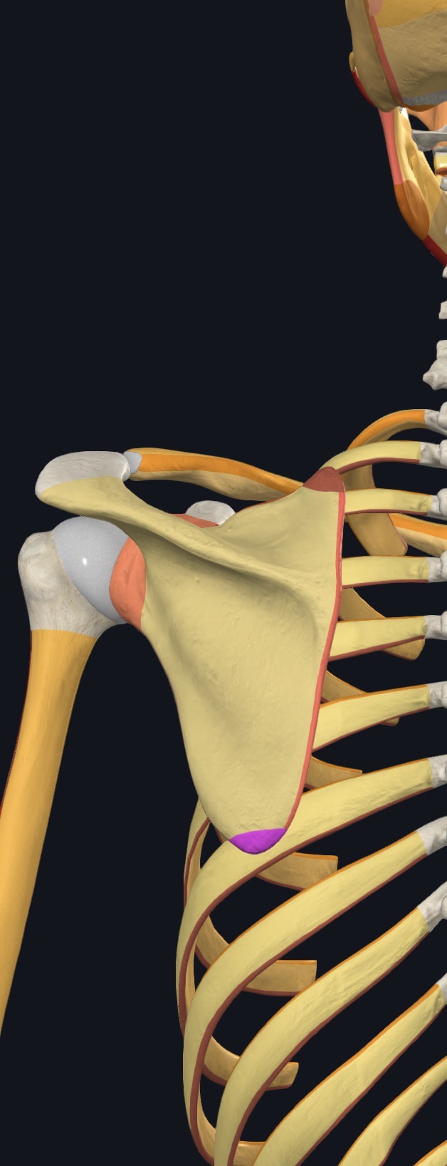 <p>what is this?</p>