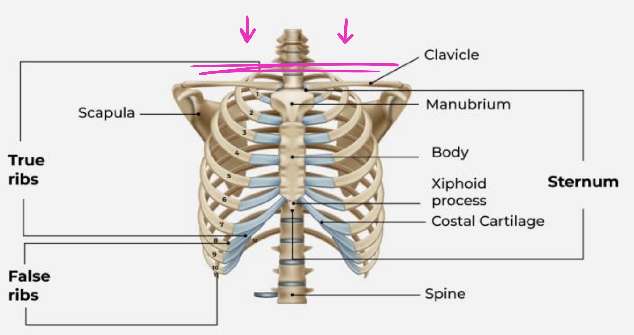 <p>ta will wave hand over clavicle </p>