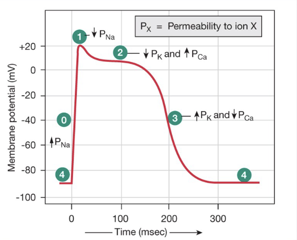 <p>Measuring Electrical Activity</p>