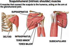 <p>attach between scapula and humerus</p><p>six muscles, deltoid, teres minor, teres major, subscapularis, infraspinatus, supraspinatus</p>