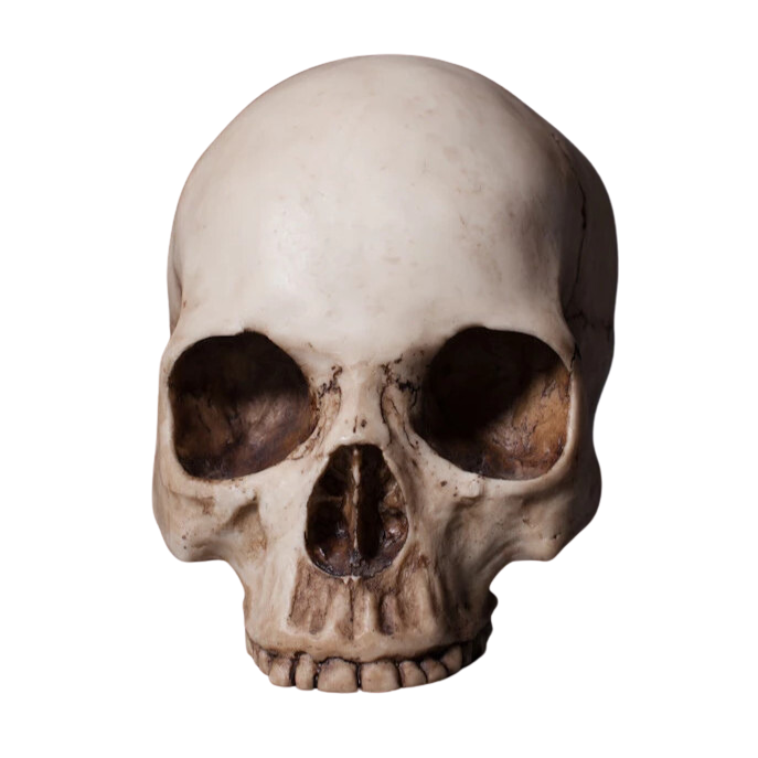 <p>The skull without the mandible</p>