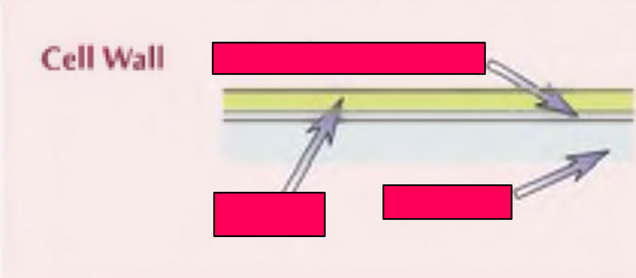 <p>Describe and label the cell wall</p>