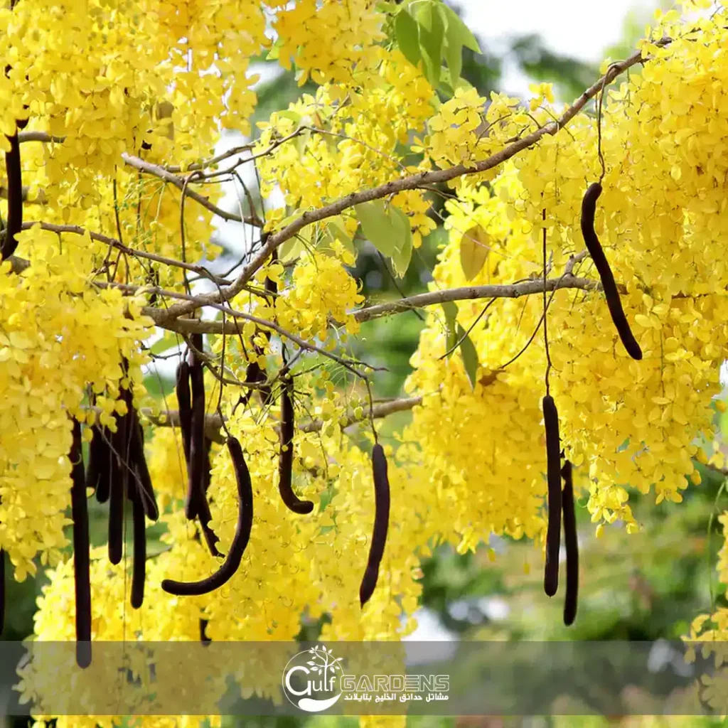 <p><strong>Common Name</strong>: <span style="background-color: transparent; font-family: "Helvetica Neue", sans-serif;">Lombayong (Bis.), golden shower (Eng.)</span></p><p><strong>Parts Used</strong>: <span style="background-color: transparent; font-family: "Helvetica Neue", sans-serif;">Leaves, bark, roots, flowers, and fruits</span></p><p><strong>Use/s</strong>: Hepatoprotective, anti-inflammatory, antibacterial, antitussive, antifungal, wound healing; asthma, ringworm, laxative</p><p><strong>Major Metabolites</strong>: <strong><u>Senosides (anthraquinone glycosides)</u></strong>; flavonoids, tannins</p>