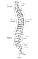 <p>An adult has 4 curves when viewed from the lateral aspect. The kyphotic curve is at the _______ and ________.</p>