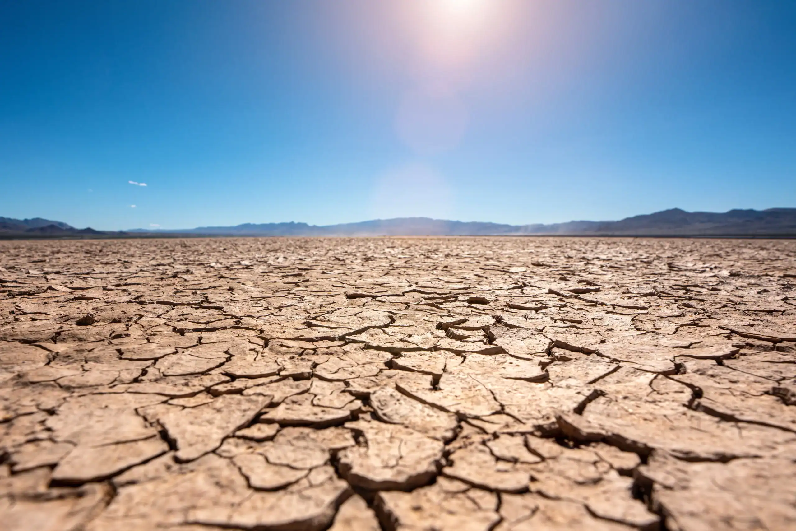 <p><strong>What makes up most of a cell’s dry mass?</strong></p>