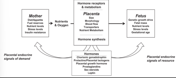<p>placenta is another big thing contributing to fetal and future adult health. when pregnant ppl go into ultrasound, they look rlly well at placenta; look if its growing as it should bc its nutrient exchange bw mother and baby. contributes to: maternal-fetal exchange, protective barrier, and endocrine signaling. placenta responds to changes that mother goes through</p>