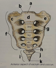 <p>label (e-h) anterior aspect of sacrum and coccyx.</p>