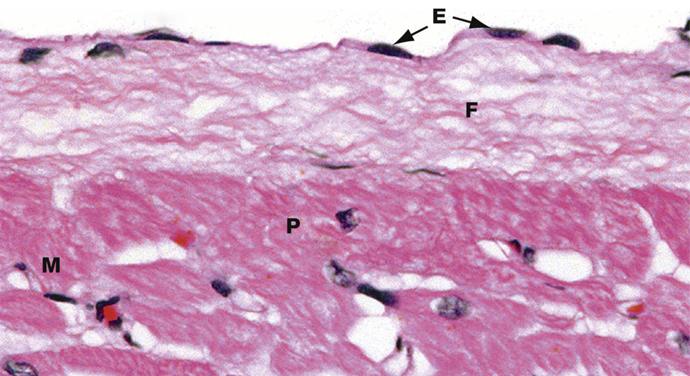 <p>M</p>