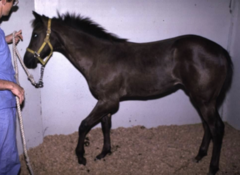 <p>What is the common age and etiology for olecranon fractures in horses?</p>