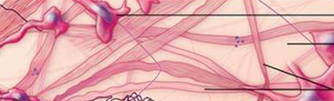 <p>Loose connective tissue </p>