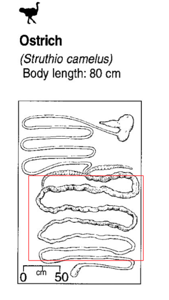 <ul><li><p>only the horned screamer and ostrich have a colon</p></li></ul><p></p>