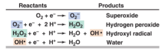 <p>Enzymes converting toxic oxygen intermediate into less harmful substances</p><ul><li><p>Catalase: converts toxic hydrogen peroxide</p></li><li><p>Peroxidase: hydrogen peroxide (with NADH)</p></li><li><p>Superoxide dismutase: superoxide (but produces hydrogen peroxide)</p></li><li><p>Superoxide dismutase with catalase: superoxide</p></li><li><p>Superoxide reductase: superoxide (but produces hydrogen peroxide)</p></li></ul><p></p>