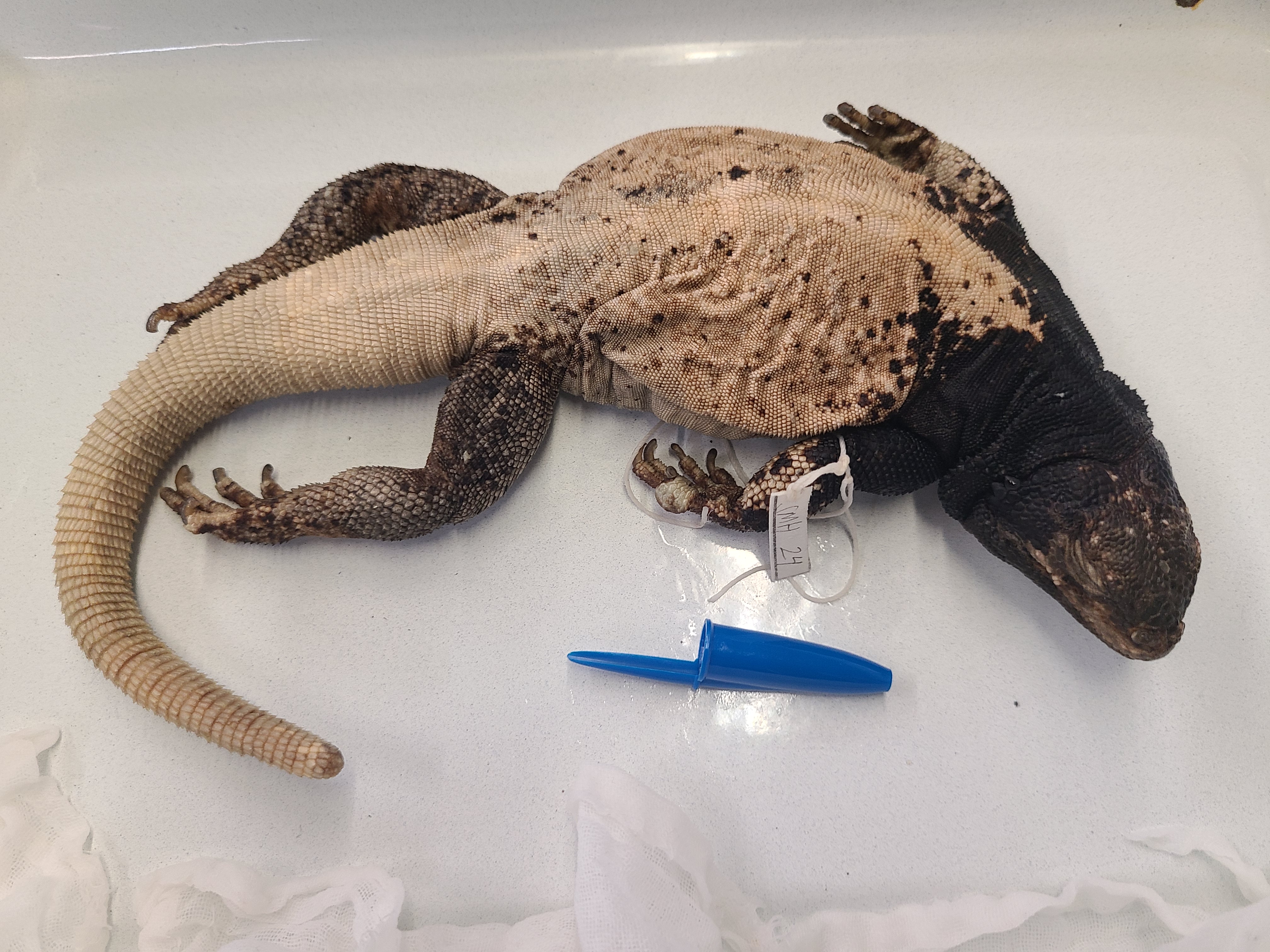 <p><span>Scientific name and distinguishing feature</span></p>