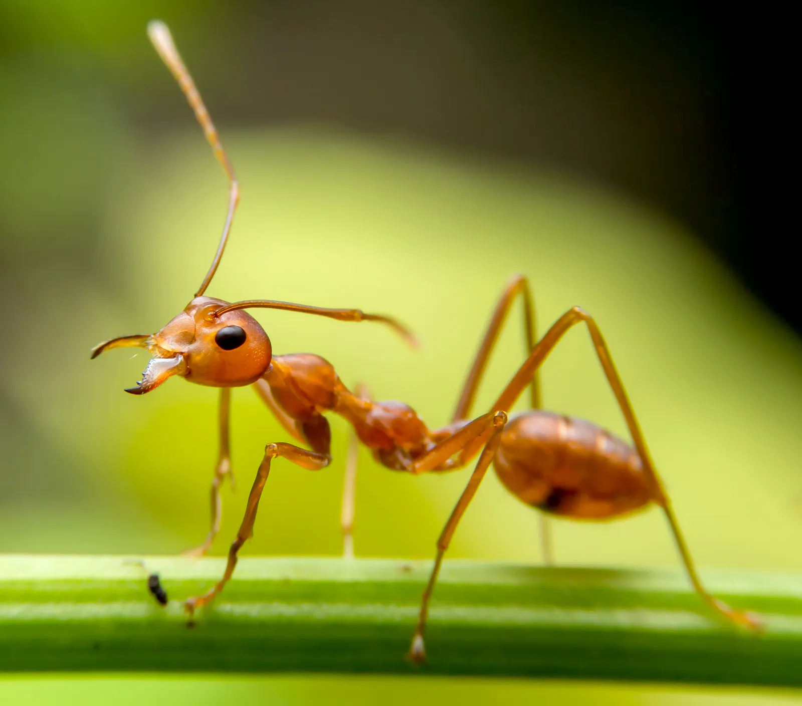 <p>Ant</p>