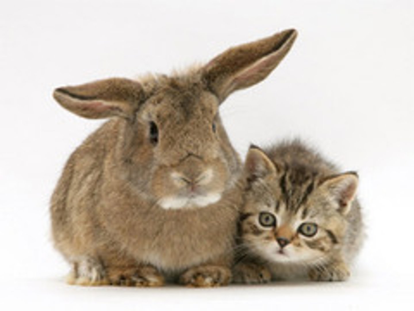 <p>el gato está ... del conejo</p>