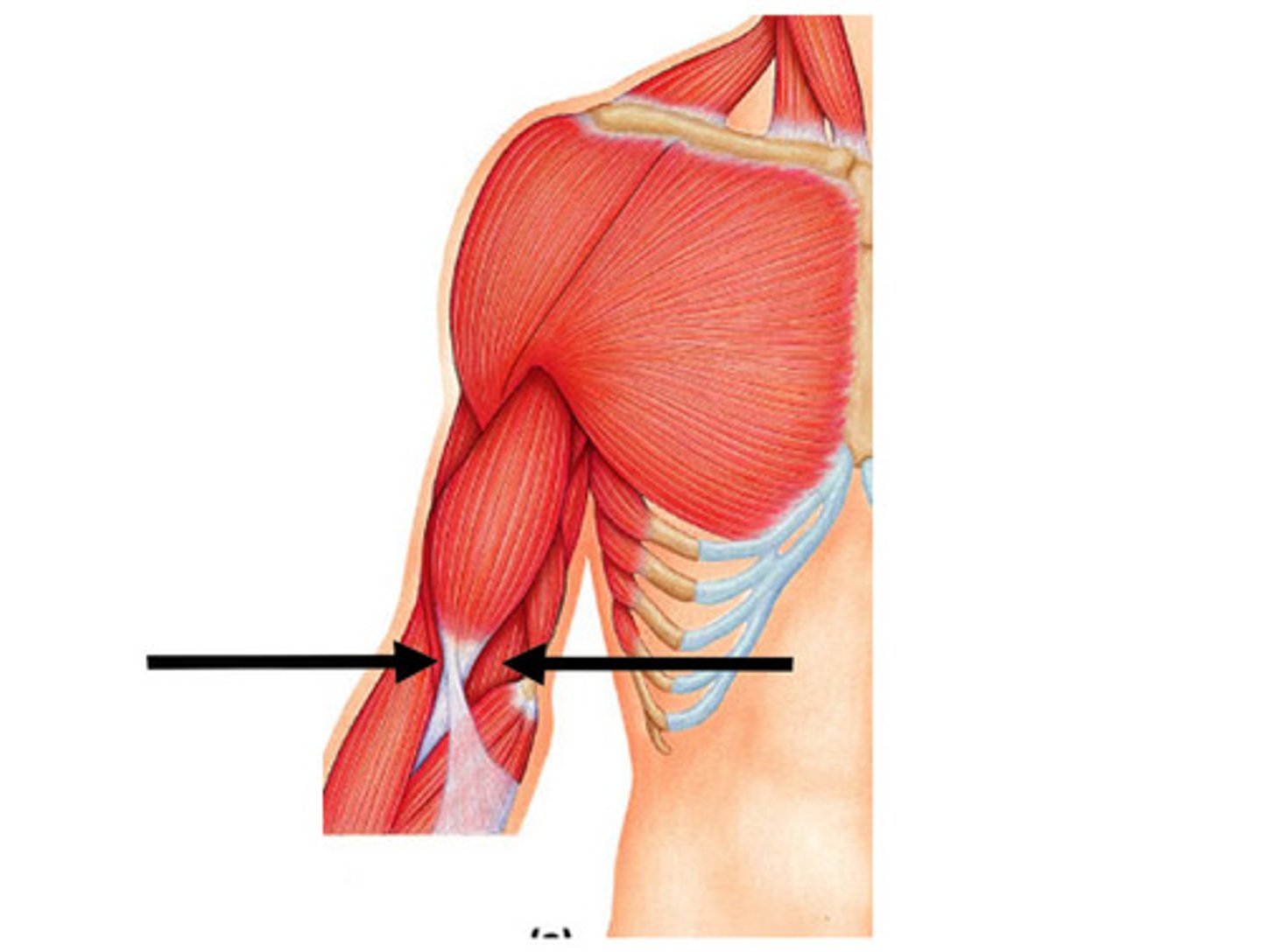 <p>Action - flexes forearm</p>