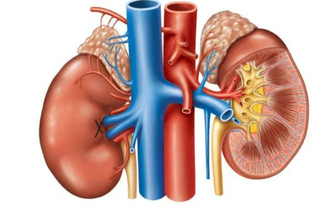 <p><span>What is the slightly indented part of the kidney (indicated by the X&nbsp;in the image below) called?</span></p>