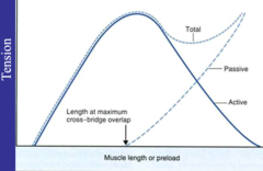 <p>hyperextended state</p><p>(which is not physiological)</p>