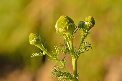 <ul><li><p>Cone-shaped yellow-green flower heads</p></li><li><p>No white petals</p></li><li><p>Strong pineapple smell when crushed</p></li><li><p>Finely divided leaves</p></li><li><p>Trails, driveways & compacted soil</p></li></ul><p></p>