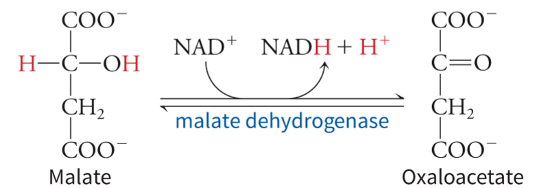 <p>regenerates OAA via an oxidation reduction reaction where the standard free energy is positive (unfavorable) but the product enters the highly exergonic reaction of citrate synthase into citric acid, which pulls it forward - releases NADH<sup>+</sup> and H<sup>+</sup> </p>