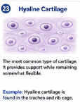 <p>The most common type of cartilage. It provides support while remaining somewhat flexible.</p><p></p><p> Example: Hyaline cartilage is found in the trachea and rib cage.</p>
