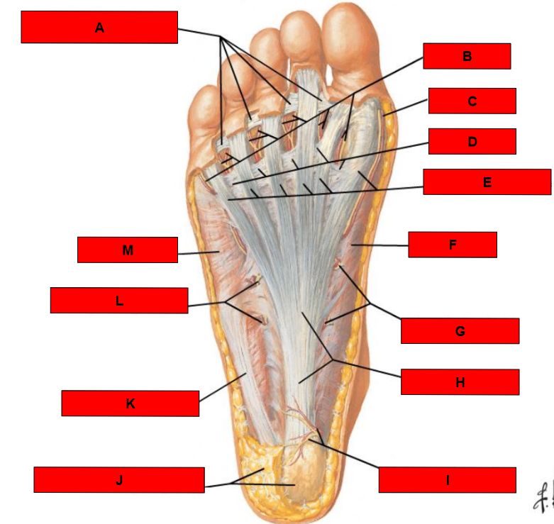 <p>What is indicated by A? </p>