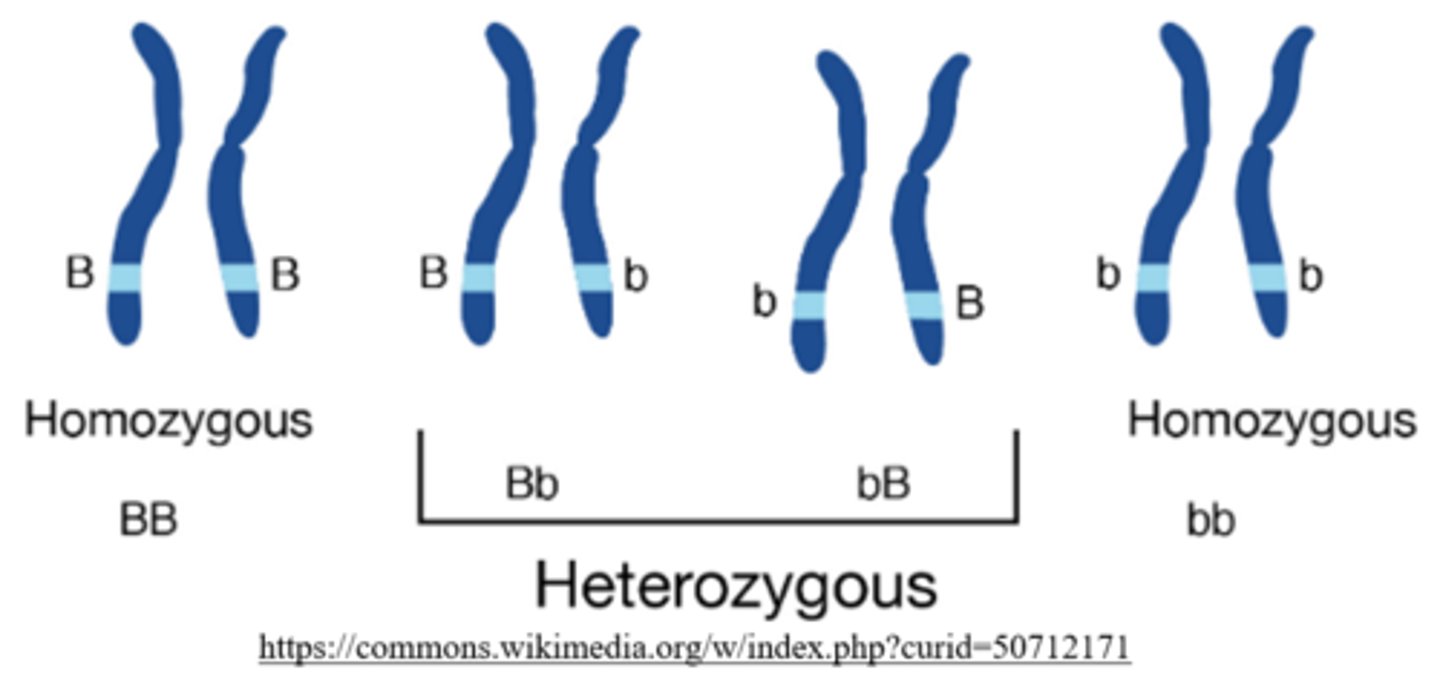 <p>homozygous</p>