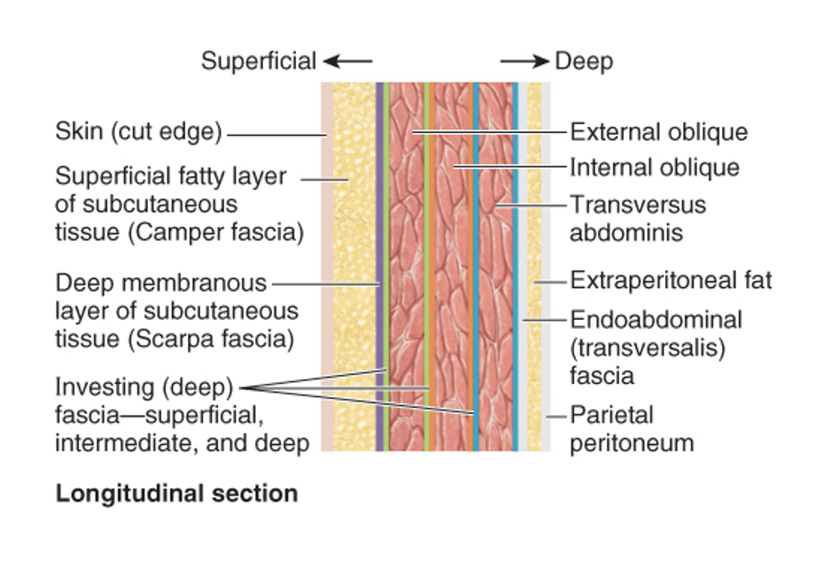 <p><span>Ventral Body Cavity:</span></p><ol><li><p><span>Skin.</span></p></li><li><p><span>Superficial fascia.</span></p><ol><li><p><span>Fatty layer.</span></p></li><li><p><span>Membranous layer.</span></p></li></ol></li><li><p><span>Layers of muscle with deep investing fascia.</span></p></li><li><p><span>Internal fascia.</span></p></li><li><p><span>Serous membrane.</span></p></li></ol><p></p>