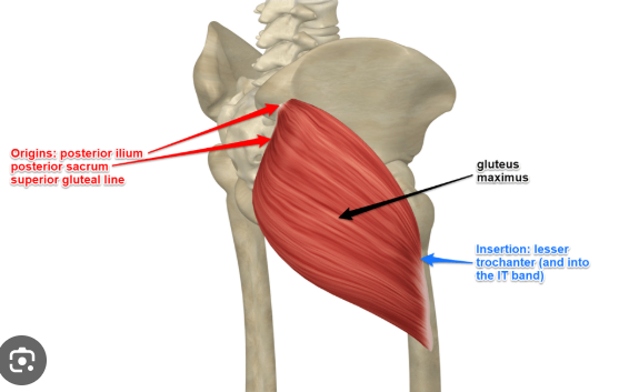 <p>gluteus maximus</p>
