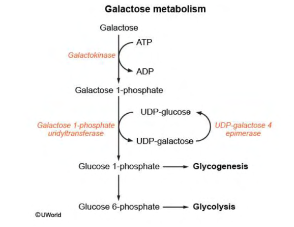 <p>Deficiency of galactose 1-phosphate uridyltransferase <br>Autosomal recessive disorder</p><p>Galactose-1-phosphate accumulates in cells</p><p>Leads to accumulation of galactitol in cells </p><p>Presents in infancy <br>Liver accumulation galactose/galactitol <br>Cataracts<br>Treatment: avoid galactose <br></p>