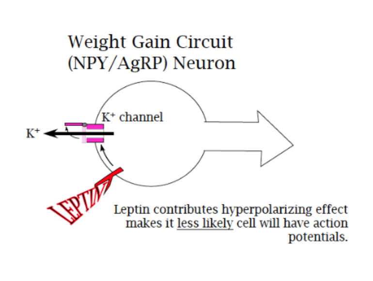 <p>weight gain (?)</p>