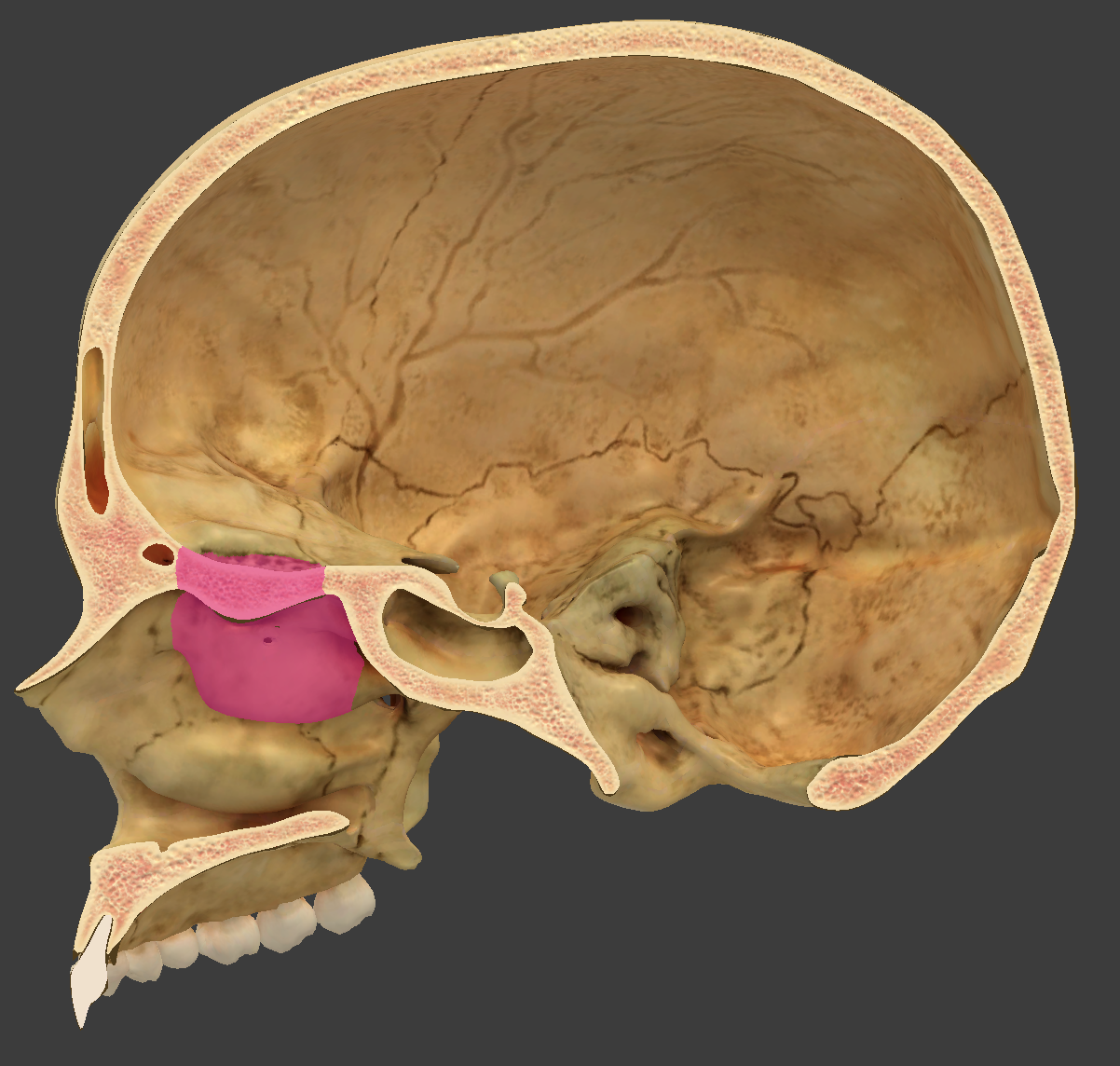 <p>bone/structure highlighted in pink</p>