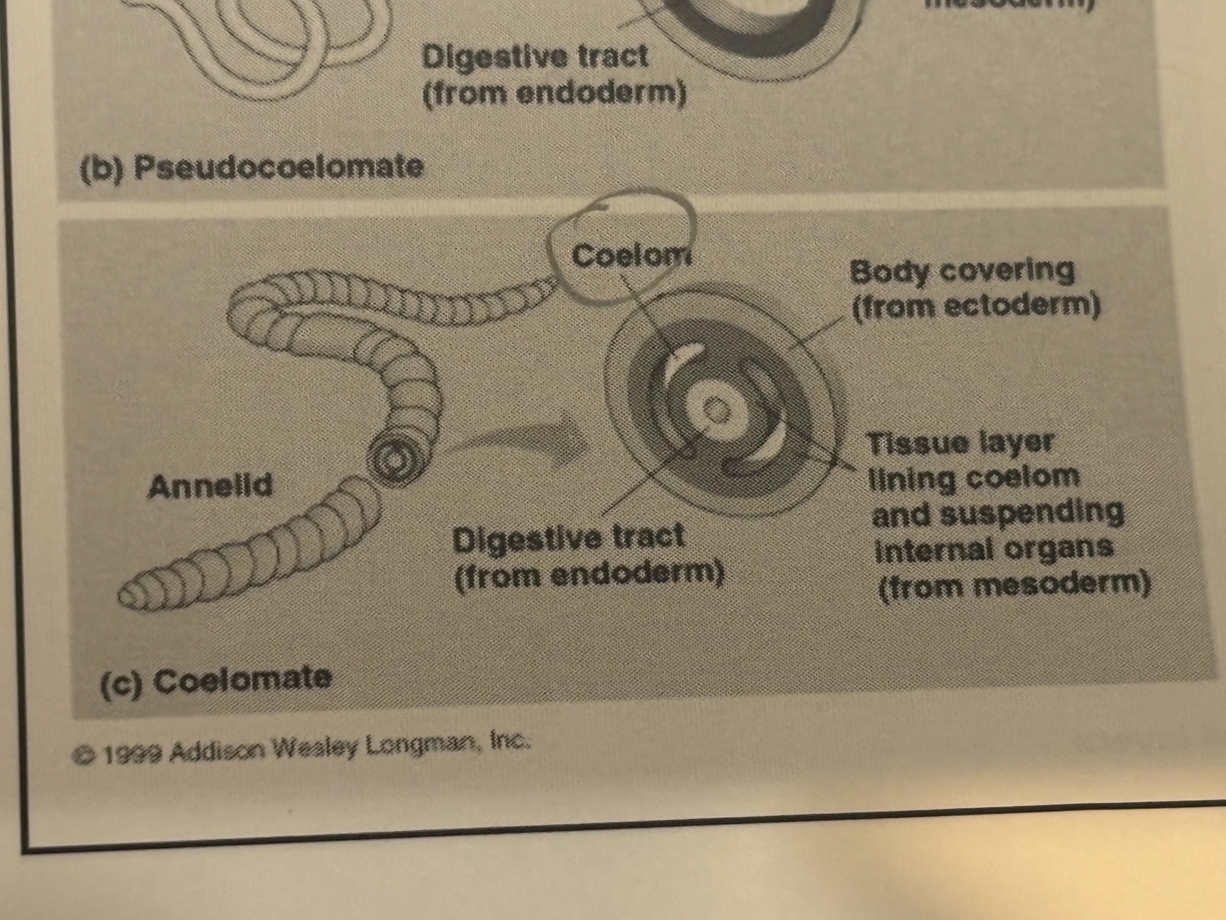 <p>Body cavities </p><p>Coelomates</p>