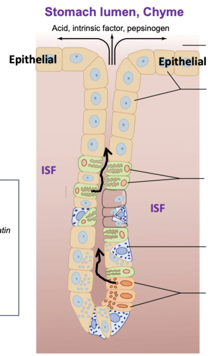 <p>Where glands are secreted in the stomach. Lined with epithelial layer</p>