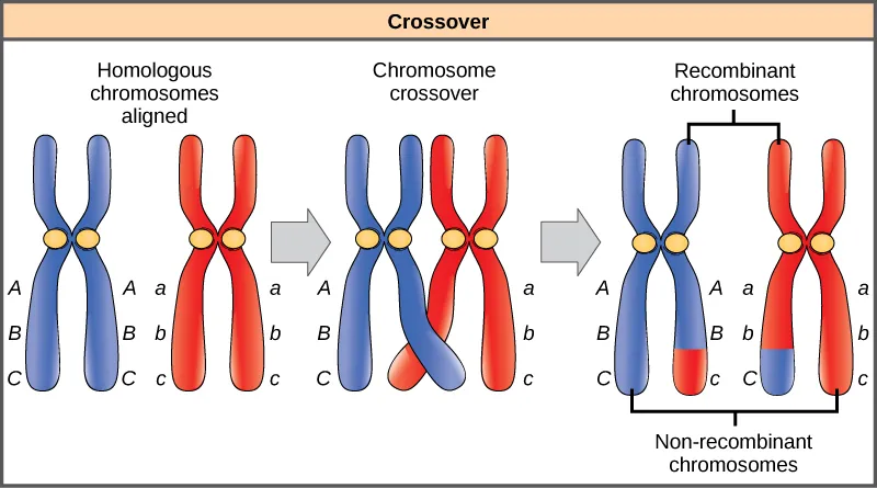 <p>what is recombination</p>
