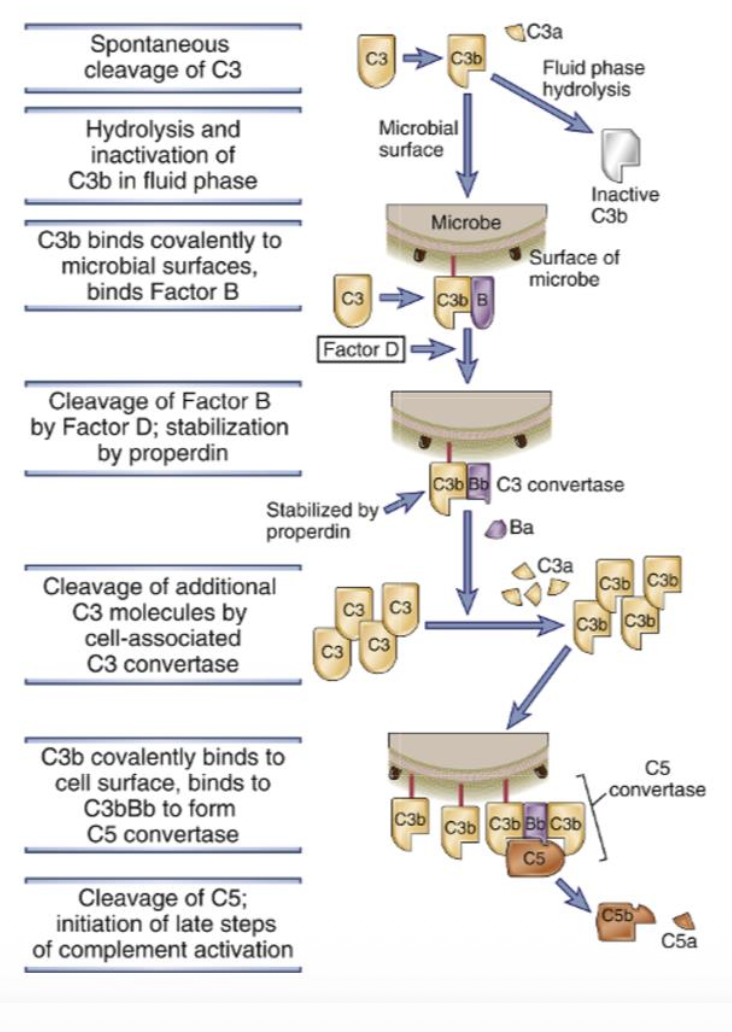<ul><li><p><span>The alternative pathway is initiated by spontaneous and continuous cleavage of C3 protein in the plasma. C3 is present at high concentration and is constantly cleaved into C3b and C3a. C3b is the larger fragment that normally gets rapidly hydrolyzed and becomes inactive if it doesn't bind to anything. However, if C3b binds to a microbe surface, it forms a covalent bond and can recruit Factor B, starting the amplification cascade.</span></p></li></ul><p></p><p></p><ul><li><p><span>When C3b binds to a microbe surface, it recruits Factor B. Factor B is then cleaved by Factor D to form C3bBb, which is the <strong>C3 convertase</strong> of the alternative pathway. This C3 convertase is stabilized by <strong><u>properdin (Factor P)</u></strong>, which is the only positive regulator of the complement system. <strong><em><u>On the body's own cells, Factor H prevents this process by degrading C3b</u></em></strong>. </span></p></li></ul><p></p><ul><li><p><span>The C3 convertase (C3bBb) can then cleave more C3 protein, and then they get cleaved to C3b and bind covalently to the cell surface and C3 convertase to form C5 convertase. Then </span>C5 convertase cleaves C5 into <strong>C5a</strong> and <strong>C5b</strong>. Which them lead to three outcomes. </p></li></ul><p></p>