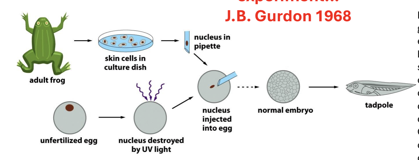 <p>gurdon’s experiment</p>
