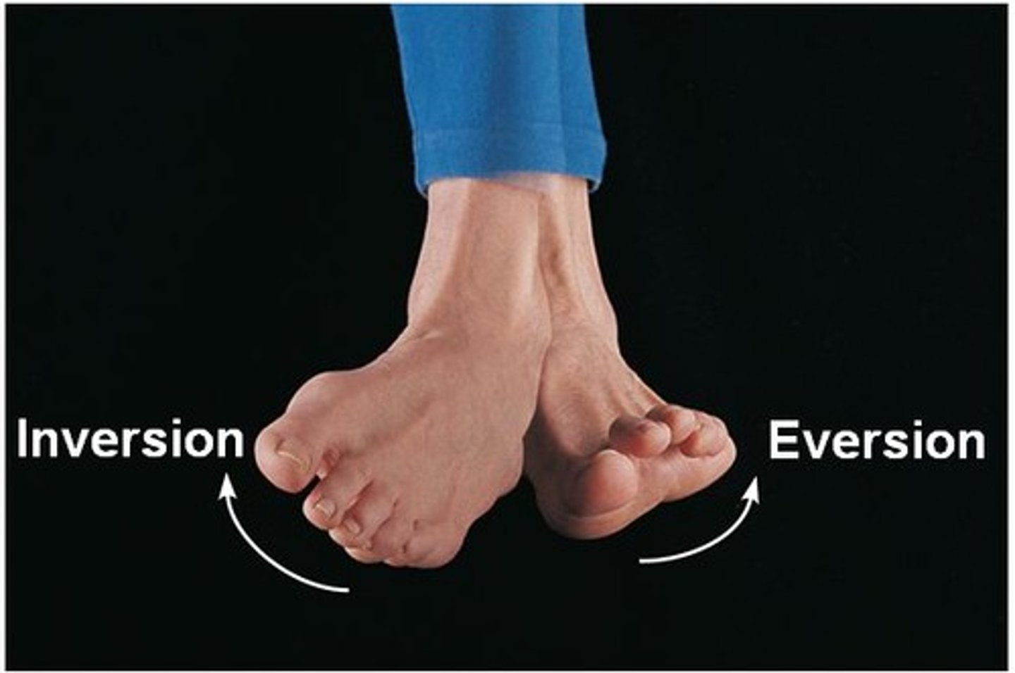 <p>turning foot toward the midline or away from it</p>