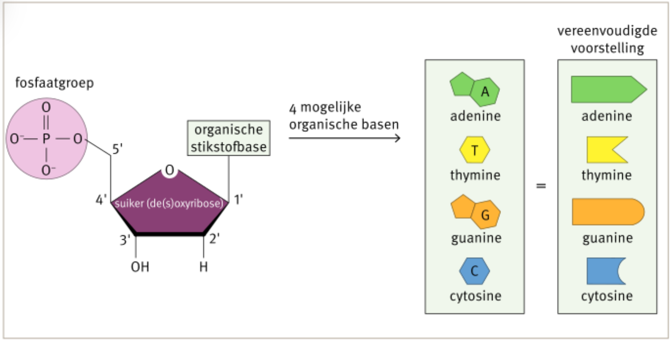 <p>fundamentele bouwstenen van ons DNA</p><p></p><p><u>opbouw</u></p><ul><li><p>stikstofbase</p></li><li><p>suiker (desoxyribose)</p></li><li><p>fosfaatgroep </p></li></ul><p></p>