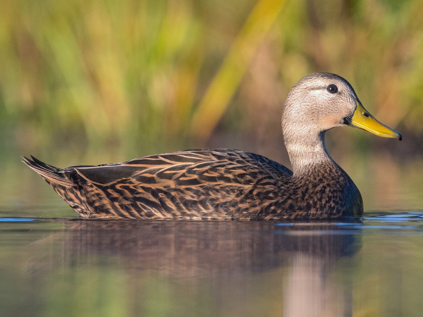 <p>Order Anseriformes Familu Anatidae</p>