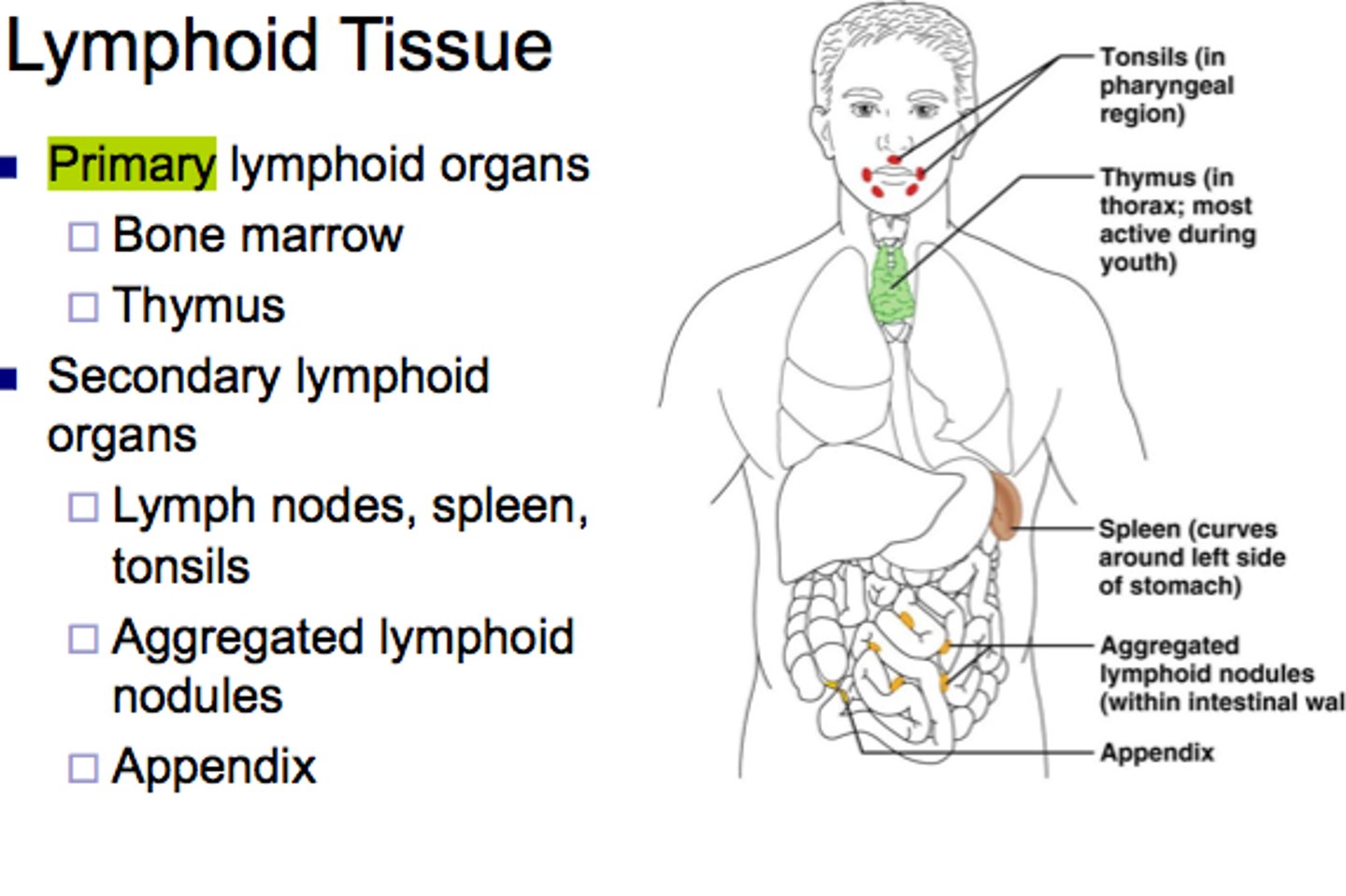 <p>lymph nodes, spleen, and thymus gland</p>