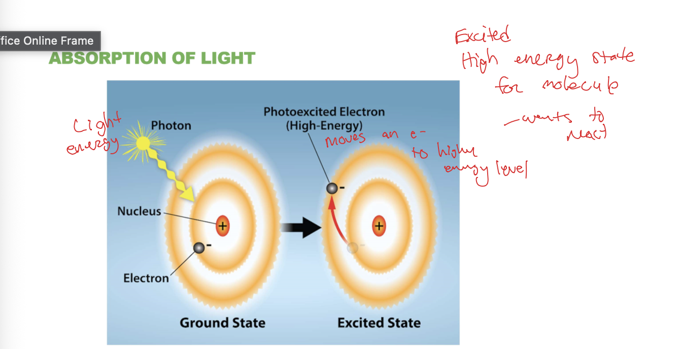 <p>Absorption of Light</p>