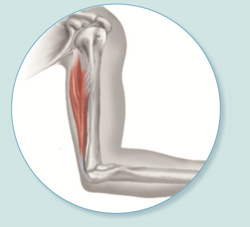 <p>in skeletal muscles attached to bones </p>
