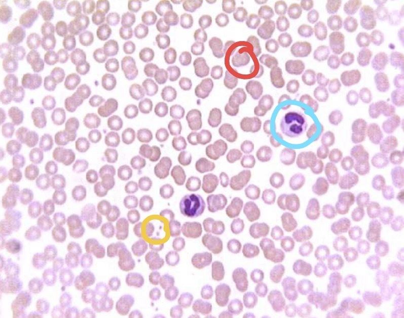 <p>what is yellow highlighted structure on blood tissue?</p>