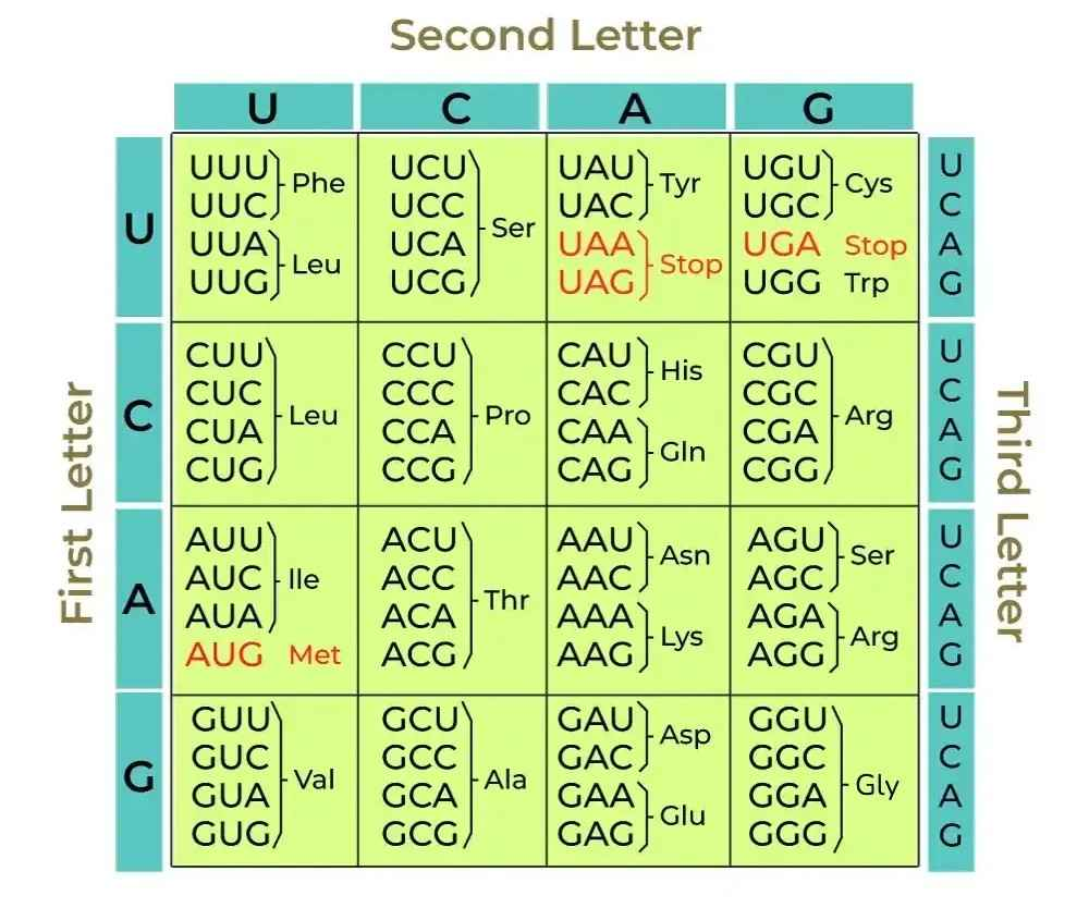 <p>What is the genetic code? </p>